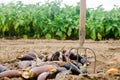 Rotten spoiled eggplant vegetables lie on the field. poor harvest concept. production waste, plant disease. agriculture, farming. Royalty Free Stock Photo