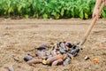 Rotten spoiled eggplant vegetables lie on the field. poor harvest concept. production waste, plant disease. agriculture, farming. Royalty Free Stock Photo