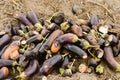 Rotten spoiled eggplant vegetables lie on the field. poor harvest concept. production waste, plant disease. agriculture, farming. Royalty Free Stock Photo