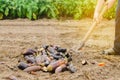 Rotten spoiled eggplant vegetables lie on the field. poor harvest concept. production waste, plant disease. agriculture, farming.