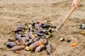 Rotten spoiled eggplant vegetables lie on the field. poor harvest concept. production waste, plant disease. agriculture, farming. Royalty Free Stock Photo