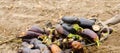 Rotten spoiled eggplant vegetables lie on the field. poor harvest concept. production waste, plant disease. agriculture, farming. Royalty Free Stock Photo