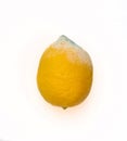 Rotten, spoiled lemon isolated on white background.