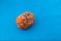 Rotten spoiled pumpkin in blue background. Improper food storage. Ugly moldy vegetable. Concept - reduction of organic waste Royalty Free Stock Photo