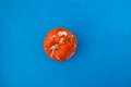 Rotten spoiled pumpkin on blue blotchy background. Ugly moldy vegetable. Top view  selective focus. Improper food storage. Concept Royalty Free Stock Photo