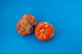 Rotten spoiled pumpkins. Ugly moldy vegetables. Top view  selective focus. Improper food storage. Concept - reduction of organic Royalty Free Stock Photo