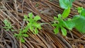 Rotten straw, natural compost for soil fertility