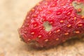 Rotten strawberry covered with mold Royalty Free Stock Photo