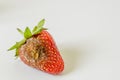 Rotten strawberry with mildew on white background Royalty Free Stock Photo