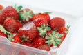 Rotten strawberry with white large mold placed in plastic box container Royalty Free Stock Photo