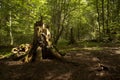 Rotten stump of big old tree Royalty Free Stock Photo