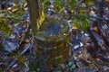 A rotten stump in the forest cut down by someone Royalty Free Stock Photo