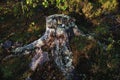 Stubble stump in the forest