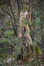 A rotten stump in the forest thicket. A stump overgrown with moss in a forest, a deaf thicket.