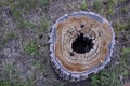 A rotten stump with a hole inside in the forest Royalty Free Stock Photo