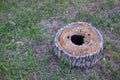 A rotten stump with a hole inside in the forest Royalty Free Stock Photo