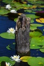 Rotten Stump and Lily Pads Royalty Free Stock Photo