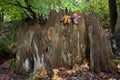 Rotten stump Royalty Free Stock Photo