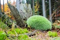 Rotten stump Royalty Free Stock Photo