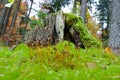Rotten stump Royalty Free Stock Photo