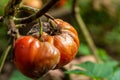 Rotten tomato fruit on a branch. Close-up. Selective focus Royalty Free Stock Photo
