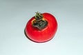 Rotten tomato on gray background Royalty Free Stock Photo