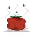 Rotten tomato isolated. Fly above the vegetable garbage