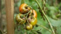 Rotten tomato mold fungi farm farming bio organic rot vegetables plant cultivation moss blight detail closeup mildew Royalty Free Stock Photo