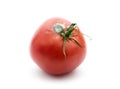 Rotten tomato Royalty Free Stock Photo