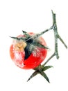 A rotten tomato on the vine