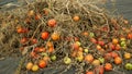 Rotten tomato waste pile mold fungi farm farming discarded food bio organic rot rust vegetables plant mouldy cultivation