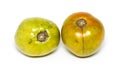 Rotten tomatoes after illness from lack of heat and light. Isolated on white background. Tomato is rotten. A tomato. Royalty Free Stock Photo