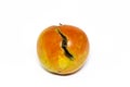 Rotten tomatoes after illness from lack of heat and light. Isolated on white background. Tomato is rotten. A tomato.