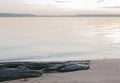 Rotten tree on the beach Royalty Free Stock Photo