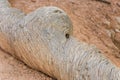 Rotten tree in beautiful landscape in Bryce Canyon  and figures created by nature out of wood like animals Royalty Free Stock Photo