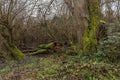 Rotten tree with dead wood at the lower Main river, Germany Royalty Free Stock Photo