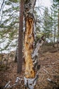 A rotten tree with destroyed bark close-up. Natural horizontal textures. Royalty Free Stock Photo