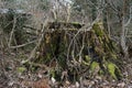 A rotten tree stump covered in moss is in a spring forest in March. Berlin, Germany. Royalty Free Stock Photo
