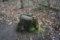 A rotten tree stump covered in moss is in a spring forest in March. Berlin, Germany. Royalty Free Stock Photo