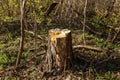 Rotten tree stump in the forest. Royalty Free Stock Photo