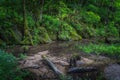 A rotten tree trunk and green mossy hill in a swamp region of Plitvice Lakes