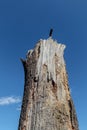 Rotten tree trunk still standing