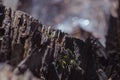 Close up on rotten tree trunk