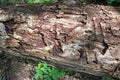 Rotten tree trunk in the woods Royalty Free Stock Photo