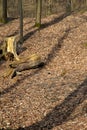 Rotten trunk on old leaves