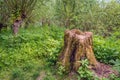 Rotten trunk in the woods