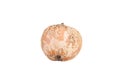 Rotten uneatable apple with fungus isolated on a white background