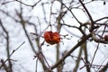 Rotten unpicked apple on a tree - winter season