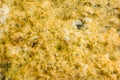 Rotten water bubbles surface background Royalty Free Stock Photo