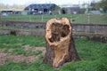 Rotten willow tree trunck at the riverbank of the Gouwe in Gouda, the Netherlands